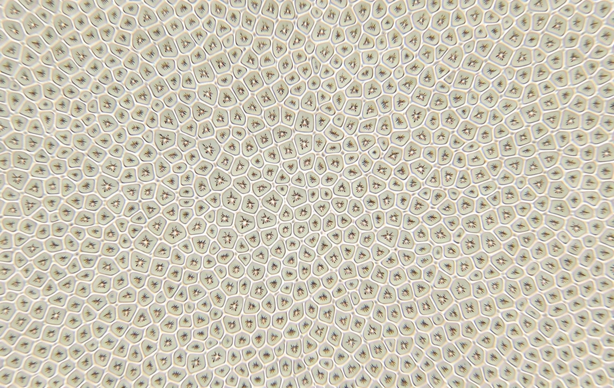 Decorative texture